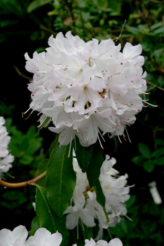  R. siderophyllum white form. Foto: Mike Robinson